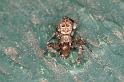 Uloborus_congregabilis_D7101_Z_90_Camping near sewage_Australie